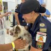 Cães da Guarda Municipal de Santos visitam a Santa Casa